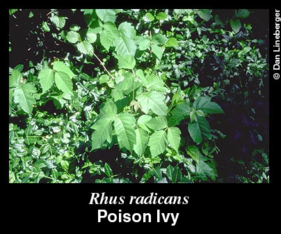 poison ivy pictures on skin. Poison ivy needs no special